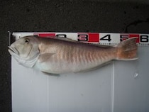 憧れのシロアマダイ　念願かなって食べ比べ