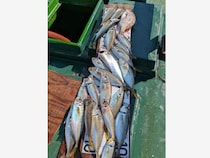 【釣果速報】和歌山県釣り船銀舞で良型アジGET！最長38cm！今後の釣行も期待大！