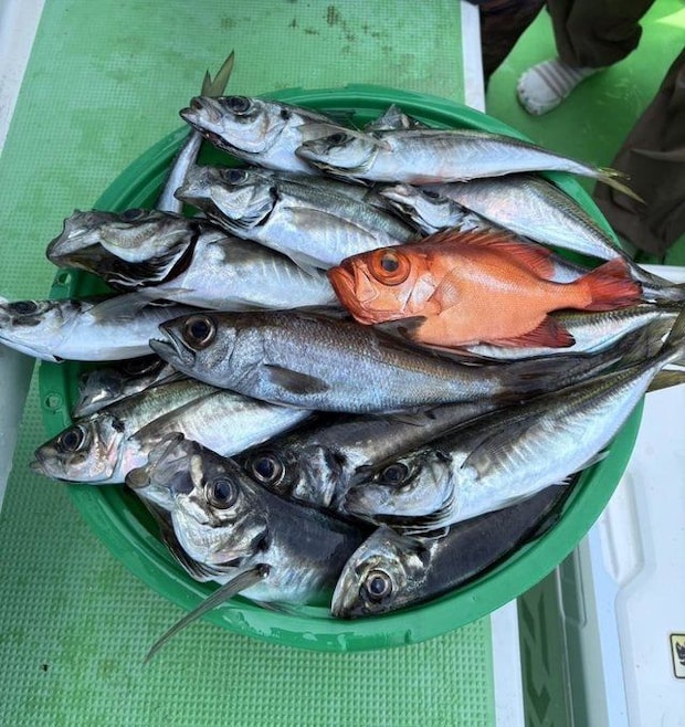 釣果