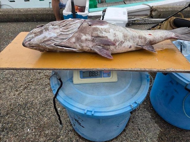 釣果