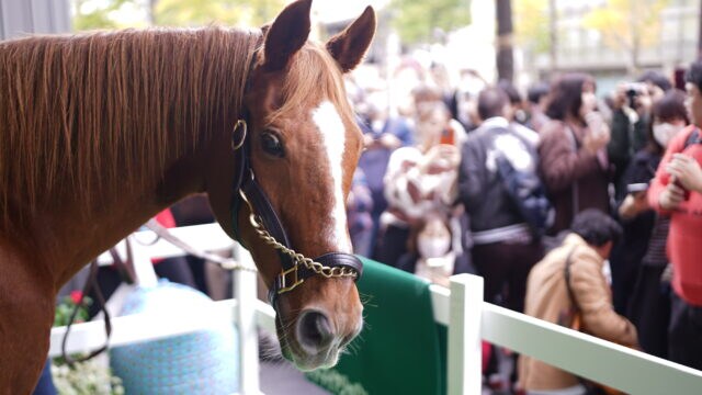 2日間で1万人の行列！アドマイヤジャパンがYogibo Storeに登場