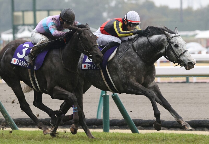 マッドクールが引退…種牡馬入り