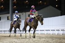 【レディスプレリュード】テンカジョウなどJRA馬5頭