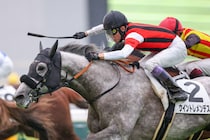 【京都8R】7番人気の伏兵、武豊ウイントレメンデスの鮮やかな差し切りが決まる