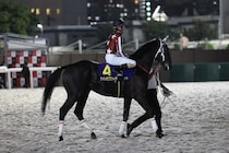 【ジャパンダートクラシック】矢野「これからの馬です」大井のナイトオブファイアは7着