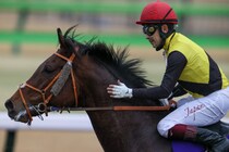 アメリカンファラオが日本軽種馬協会に導入…2026年に静内種馬場で供用予定