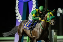 JBC各競走の選定馬が決定…ウィルソンテソーロなど