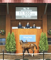 【ミックスセール2025】ダノンザキッド半弟は1億1500万円