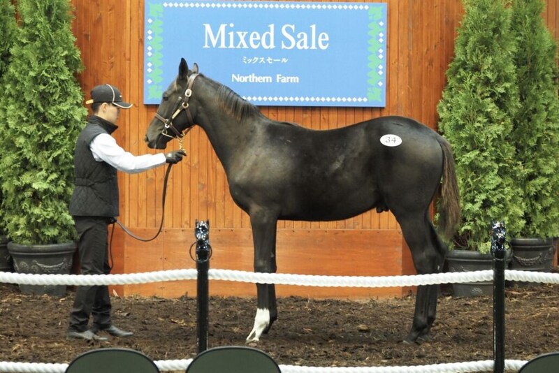【ミックスセール2025】コントレイル産駒の良血馬に9000万円