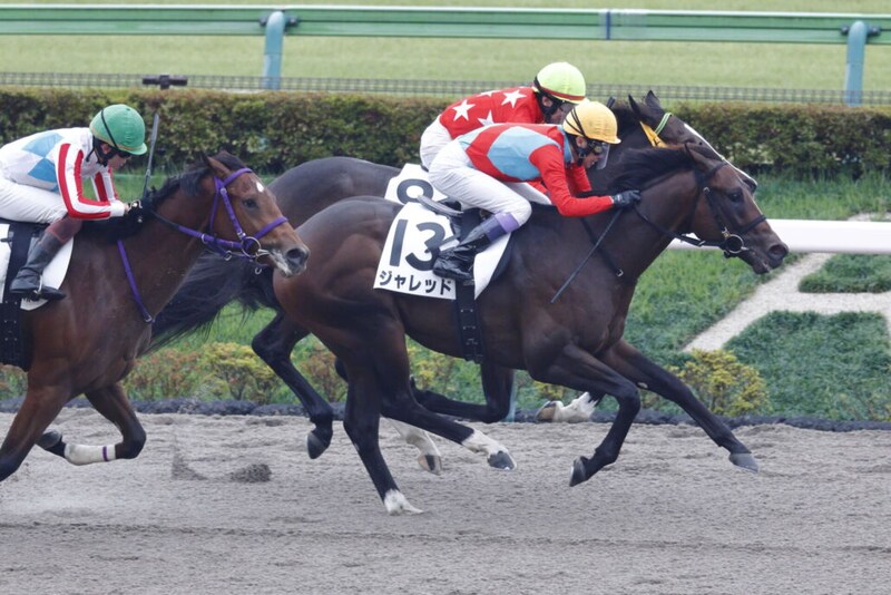【新馬/東京4R】武豊ジャレッドが断然の支持に応える