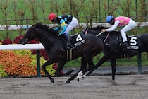 【カノープスS】シゲルショウグンがオープン2勝目