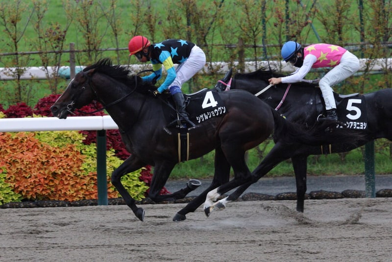 【カノープスS】シゲルショウグンがオープン2勝目