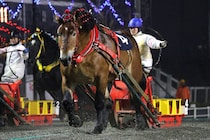 【ばんえい・北見記念】タカラキングダム快勝…北見記念で重賞7勝目