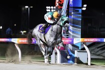 【BCフィリー＆メアスプリント】大井・フェブランシェが無念の出走取消