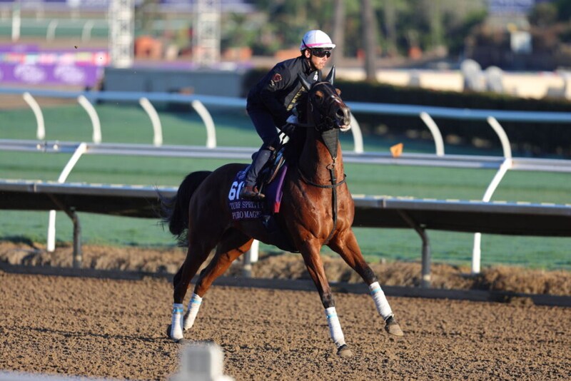 【BCターフスプリント枠順】日本馬2頭が参戦…インビンシブルパパ、ピューロマジックがスピード決戦に挑む