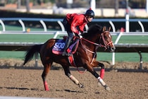 【BCスプリント枠順】坂井瑠アメリカンステージは9番ゲートから…連覇を狙うストレートノーチェイサーは12番ゲート