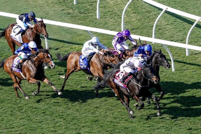 【BCターフ】オブライエン師「来年も現役」…ミニーホークはまさかの6着敗戦