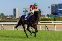 【天皇賞・秋】C.デムーロ「いい競馬してくれた」レース後ジョッキーコメント