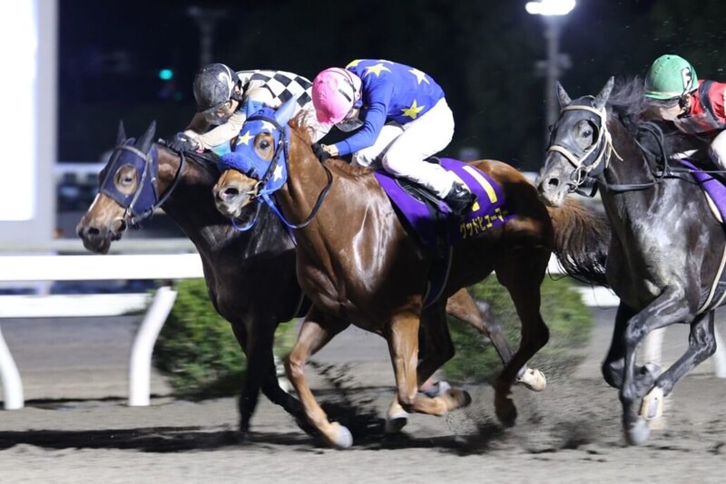 【高知・黒潮マイルCS】老いてなお強し！11歳馬グッドヒューマーが快勝