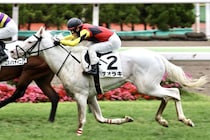 白毛馬アオラキが予後不良…土曜福島8Rで競走中止