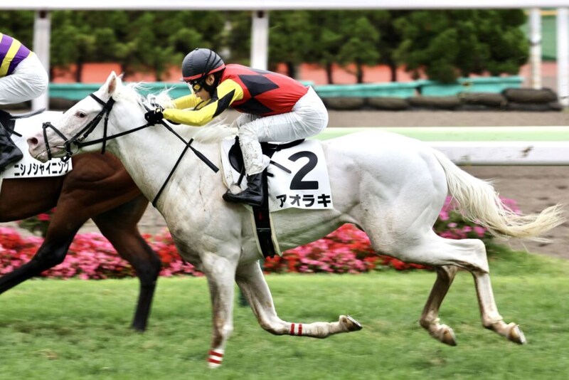 白毛馬アオラキが予後不良…土曜福島8Rで競走中止