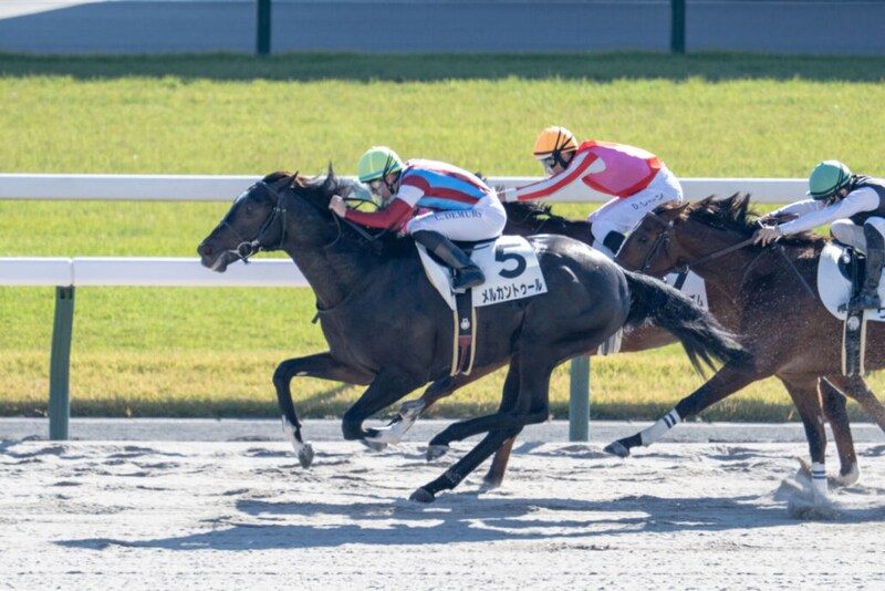 【新馬/京都4R】コパノキッキング半弟、メルカントゥールがデビューV