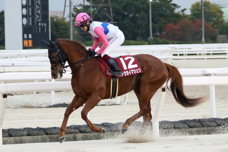 【兵庫ジュニアグランプリ】トウカイマシェリが鮮やか差し切り…鮫島駿「1400mでも大丈夫でした」