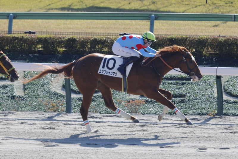 【新馬/東京5R】マーカンド騎乗 エジプシャンマウがデビューV