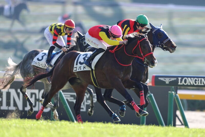 【東京2R】単勝1.1倍アウダーシアは2着…トーセンラー産駒ゴバドがV