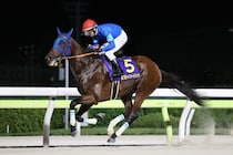 【チャンピオンズカップ】4連勝中ナルカミは6枠12番へ