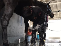 【装蹄師・西内荘コラム】担当馬2頭のチャンピオンズC…ダブルで来てほしい大久保厩舎の2頭