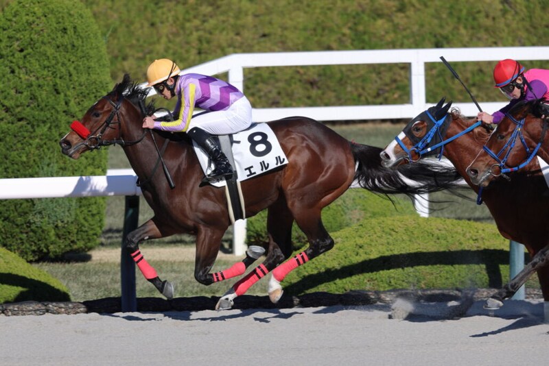 【新馬/阪神6R】外国産エルルがデビューV…ヤウポン産駒