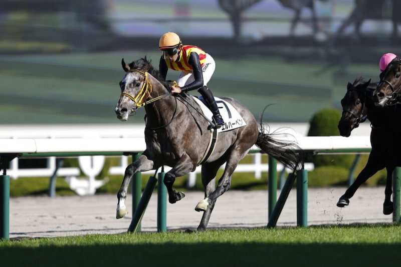 【新馬/阪神5R】エルハーベンがデビュー勝ち…半姉はリリーノーブル