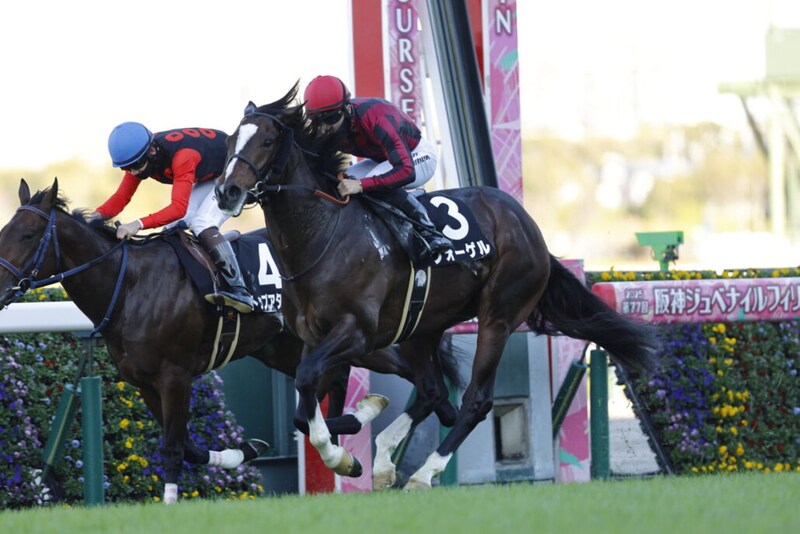 【さざんか賞】アルアイン産駒フォーゲルが2連勝