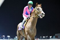 メイショウハリオが引退、種牡馬入り