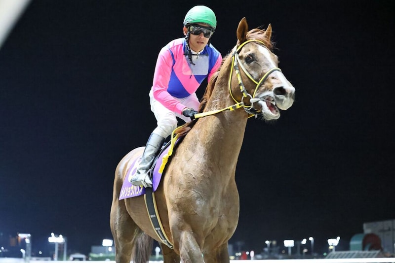 メイショウハリオが引退、種牡馬入り