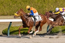 【阪神6R】マテラスカイ産駒 テーオーグレーザーが人気に応える