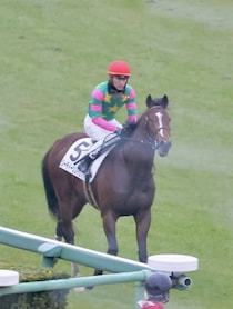 【新馬/中山5R】断然人気ジーティーシンドウが4馬身差完勝