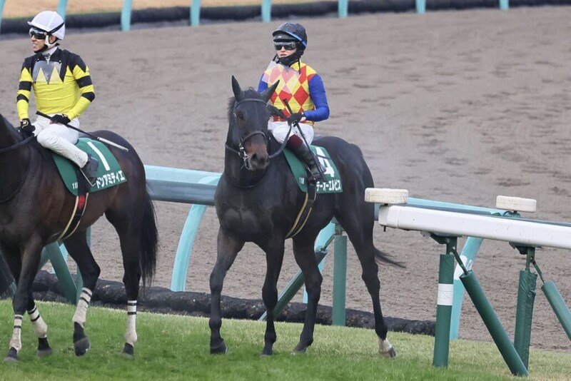 【カペラS】鮫島駿「本当に可能性を感じる」テーオーエルビスが4連勝