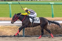 【新馬/中山4R】ゴールドドリーム産駒 ゴールドブレイズがデビューV