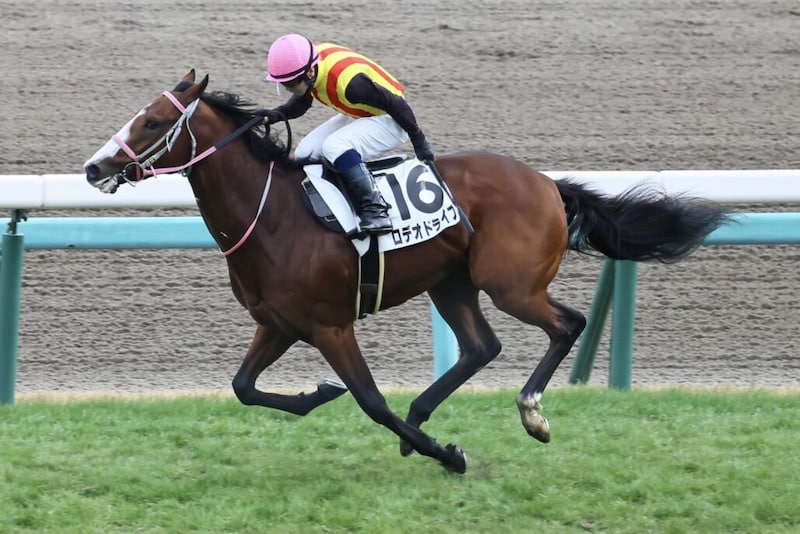 【新馬/中山5R】サートゥルナーリア産駒 ロデオドライブがデビュー勝ち