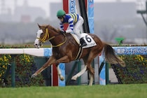 【新馬/阪神6R】タワーオブロンドン産駒 ワイドシュテルケが人気に応える