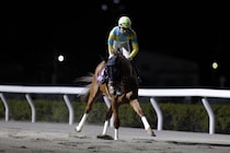 【名古屋大賞典】デルマソトガケは3枠3番へ