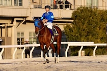 【東京大賞典】戸崎「最後は反応し切れなかったです」2番人気ナルカミはまさかの6着