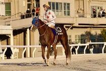 【東京大賞典】ルメール「2000mの距離はギリギリ」断然人気ミッキーファイトはゴール前で力尽き2着