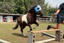 藤沢和雄元調教師が参加、コジュウチョウサンも登場…美浦村で「UMAフェスタ」開催、馬と人がつながる秋の祝祭