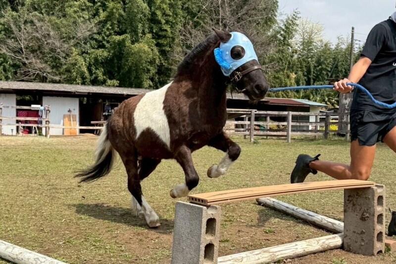 藤沢和雄元調教師が参加、コジュウチョウサンも登場…美浦村で「UMAフェスタ」開催、馬と人がつながる秋の祝祭