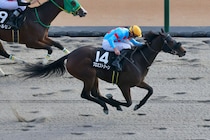 【マリーンC】プロミストジーンなどJRA馬は４頭