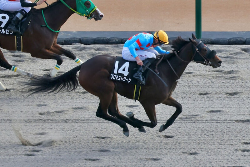 【マリーンC】プロミストジーンなどJRA馬は４頭
