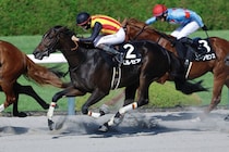 【ヤマボウシ賞】ドレフォン産駒 ペルセアがデビュー2連勝